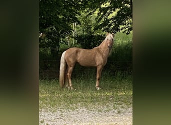 PRE Mix, Hengst, 3 Jaar, 158 cm, Palomino
