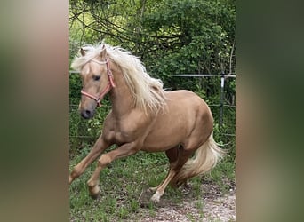 PRE Mix, Hengst, 3 Jaar, 158 cm, Palomino