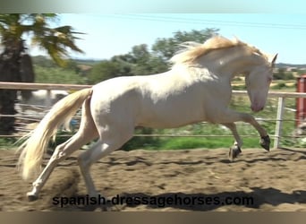 PRE, Hengst, 3 Jaar, 158 cm, Perlino