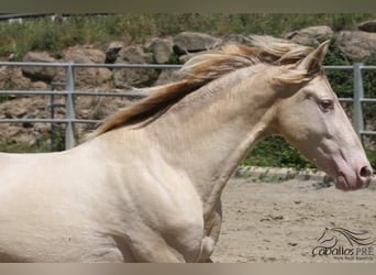 PRE, Hengst, 3 Jaar, 158 cm, Perlino