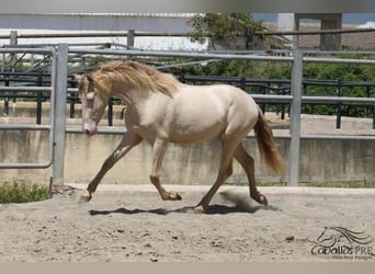 PRE, Hengst, 3 Jaar, 158 cm, Perlino