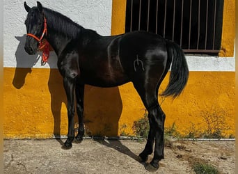 PRE Mix, Hengst, 3 Jaar, 158 cm, Zwart