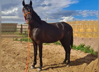 PRE Mix, Hengst, 3 Jaar, 158 cm, Zwart