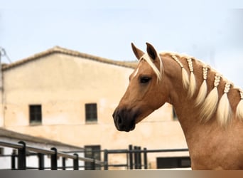 PRE Mix, Hengst, 3 Jaar, 159 cm, Palomino