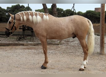 PRE Mix, Hengst, 3 Jaar, 159 cm, Palomino