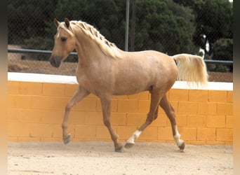 PRE Mix, Hengst, 3 Jaar, 159 cm, Palomino