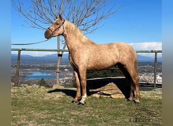 PRE, Hengst, 3 Jaar, 159 cm, Palomino