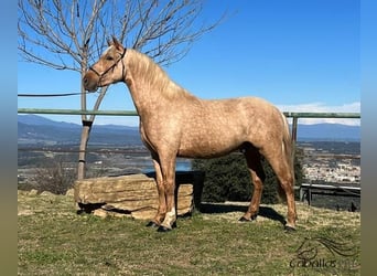 PRE, Hengst, 3 Jaar, 159 cm, Palomino