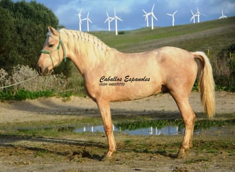 PRE Mix, Hengst, 3 Jaar, 159 cm, Palomino