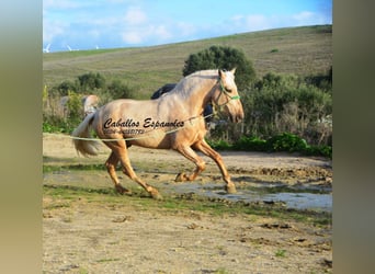 PRE Mix, Hengst, 3 Jaar, 159 cm, Palomino