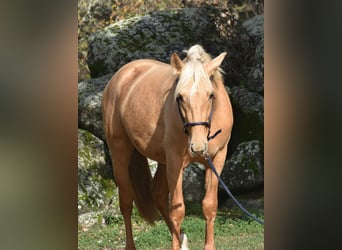PRE, Hengst, 3 Jaar, 159 cm, Palomino
