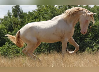PRE, Hengst, 3 Jaar, 159 cm, Perlino