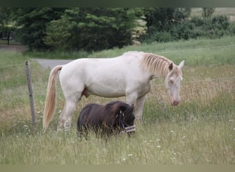 PRE Mix, Hengst, 3 Jaar, 159 cm, Perlino