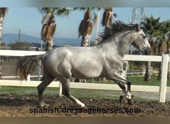 PRE Mix, Hengst, 3 Jaar, 159 cm, Schimmel