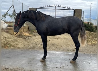 PRE Mix, Hengst, 3 Jaar, 159 cm, Schimmel