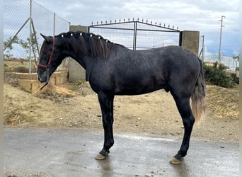 PRE Mix, Hengst, 3 Jaar, 159 cm, Schimmel