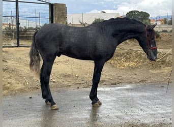 PRE Mix, Hengst, 3 Jaar, 159 cm, Schimmel