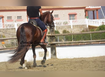 PRE, Hengst, 3 Jaar, 159 cm, Vos