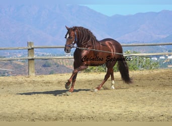 PRE, Hengst, 3 Jaar, 159 cm, Vos