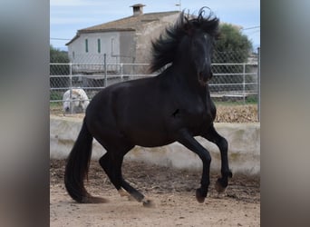 PRE, Hengst, 3 Jaar, 159 cm, Zwart