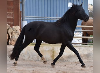 PRE, Hengst, 3 Jaar, 159 cm, Zwart