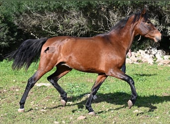 PRE Mix, Hengst, 3 Jaar, 160 cm, Bruin