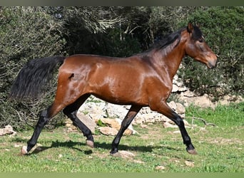 PRE Mix, Hengst, 3 Jaar, 160 cm, Bruin