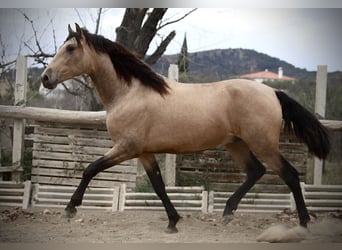 PRE Mix, Hengst, 3 Jaar, 160 cm, Buckskin