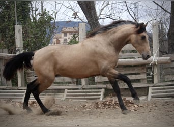 PRE Mix, Hengst, 3 Jaar, 160 cm, Buckskin