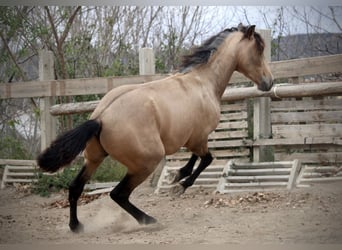 PRE Mix, Hengst, 3 Jaar, 160 cm, Buckskin