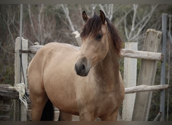 PRE Mix, Hengst, 3 Jaar, 160 cm, Buckskin