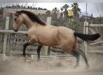 PRE Mix, Hengst, 3 Jaar, 160 cm, Buckskin