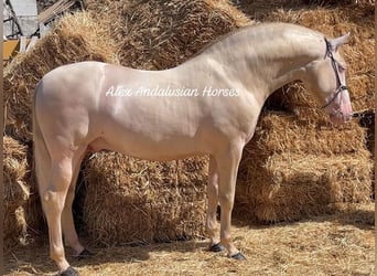 PRE Mix, Hengst, 3 Jaar, 160 cm, Cremello