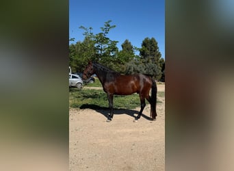 PRE Mix, Hengst, 3 Jaar, 160 cm, Donkerbruin