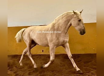 PRE Mix, Hengst, 3 Jaar, 160 cm, Palomino