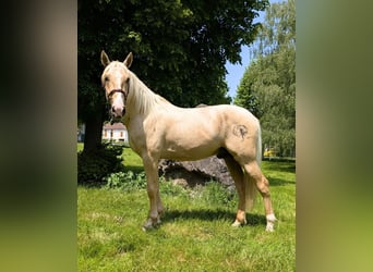 PRE Mix, Hengst, 3 Jaar, 160 cm, Palomino