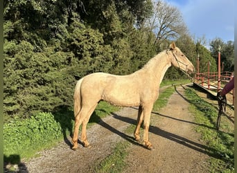 PRE Mix, Hengst, 3 Jaar, 160 cm, Palomino