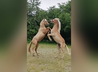 PRE Mix, Hengst, 3 Jaar, 160 cm, Palomino