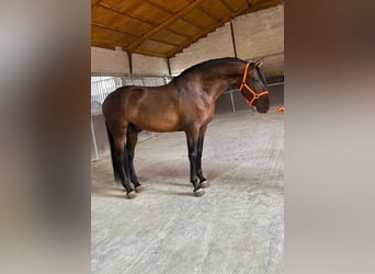 PRE Mix, Hengst, 3 Jaar, 160 cm, Roodbruin