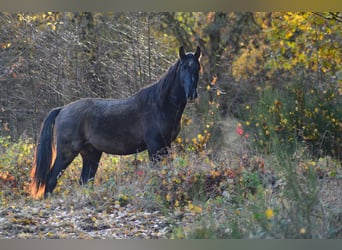 PRE Mix, Hengst, 3 Jaar, 160 cm, Schimmel