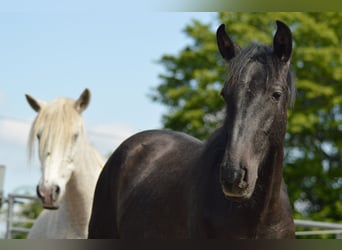 PRE Mix, Hengst, 3 Jaar, 160 cm, Schimmel