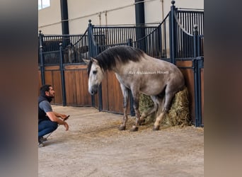 PRE Mix, Hengst, 3 Jaar, 160 cm, Schimmel