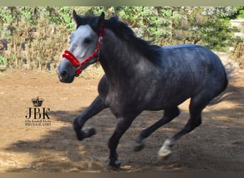 PRE Mix, Hengst, 3 Jaar, 160 cm, Schimmel