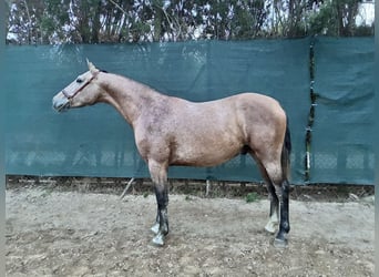 PRE Mix, Hengst, 3 Jaar, 160 cm, Schimmel