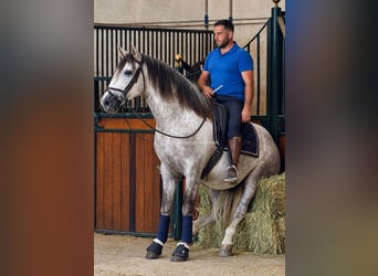PRE Mix, Hengst, 3 Jaar, 160 cm, Schimmel
