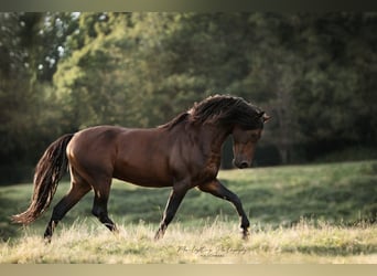 PRE, Hengst, 3 Jaar, 160 cm, Schimmel