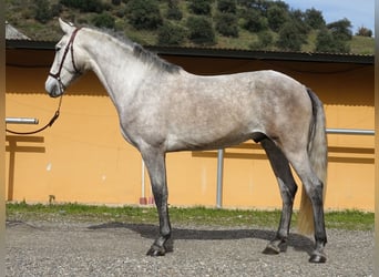 PRE Mix, Hengst, 3 Jaar, 160 cm, Schimmel