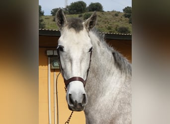 PRE Mix, Hengst, 3 Jaar, 160 cm, Schimmel