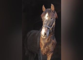 PRE Mix, Hengst, 3 Jaar, 160 cm, Zwartschimmel