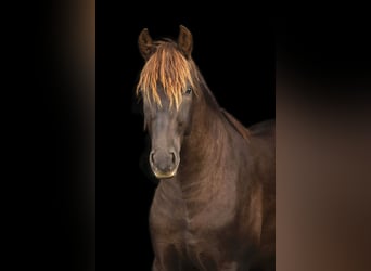 PRE Mix, Hengst, 3 Jaar, 161 cm, Donkere-vos